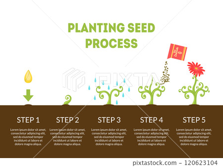 Planting Seed Process Banner, Stages of Growth of Flower from Seed, Timeline Infographic of Planting Garden Flower Vector Illustration Planting Seed Process Banner, Stages of Growth of Flower from Seed, Timeline Infographic of Planting Garden Flower Vector Illustration 120623104