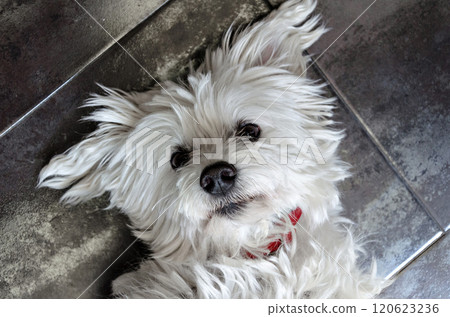 Top view of a cute white Bichon Maltes puppy lying on the ground Top view of a cute white Bichon Maltes puppy lying on the ground 120623236