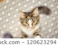 一隻貓 120623294