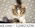 一隻貓 120623296