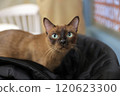 一隻貓 120623300