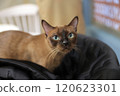 一隻貓 120623301