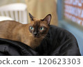 一隻貓 120623303