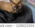 一隻貓 120623304
