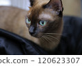 一隻貓 120623307