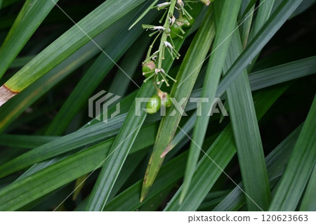 能西蘭花、能西蘭花、能青花菜 120623663