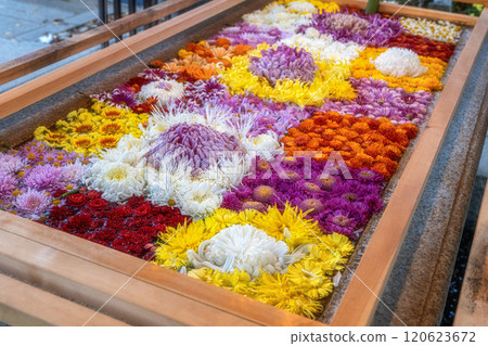Kasama Inari Shrine Chrysanthemum Festival 120623672
