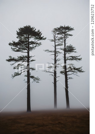 Morning light in a misty forest. AI Generated 120623752