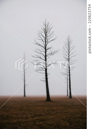 Morning light in a misty forest. AI Generated 120623754