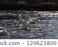 Swans spreading feathers 120623800