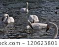 Swans moving along the river 120623801