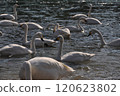 Swans moving along the river 120623802