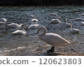 Swans moving along the river 120623803