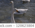 Swans moving along the river 120623804