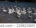 Swans flocking on the river 120623805