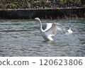 Swan spreading feathers 120623806