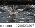 Swan spreading feathers 120623807