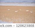 Swan of the rice field 120623808