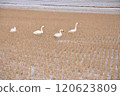Swan of the rice field 120623809