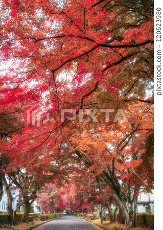 Tunnel of autumn leaves 120623980