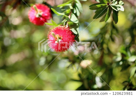 brassicaki花 brassicaki花 120623981