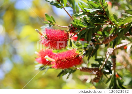 充滿活力的洗瓶刷花 120623982