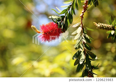 充滿活力的洗瓶刷花 120623983