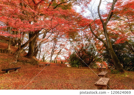 栃木縣作山禦殿山紅葉節 栃木縣作山禦殿山紅葉節 120624069