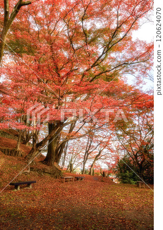 栃木縣作山禦殿山紅葉節 栃木縣作山禦殿山紅葉節 120624070