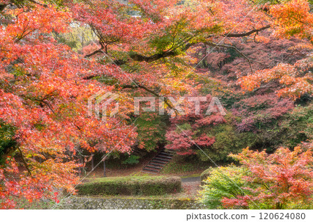 栃木縣作山禦殿山紅葉節 栃木縣作山禦殿山紅葉節 120624080