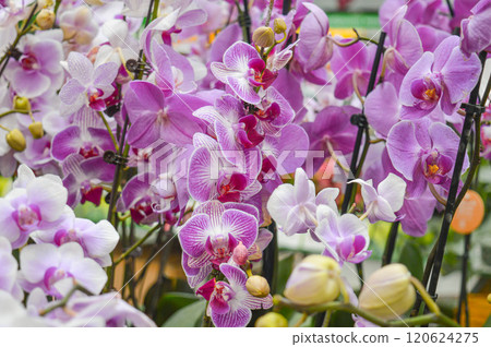 Pink Phalaenopsis Aphrodite Night Orchid close up photo Flowering plants Home Flower. High quality photo 120624275