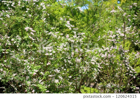 可愛的 Sarasautsugi 花 120624315