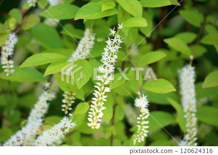 Cobanosuina花 120624316