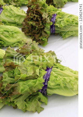 新鮮的陽光生菜 早上捕捉的陽光生菜 120624741