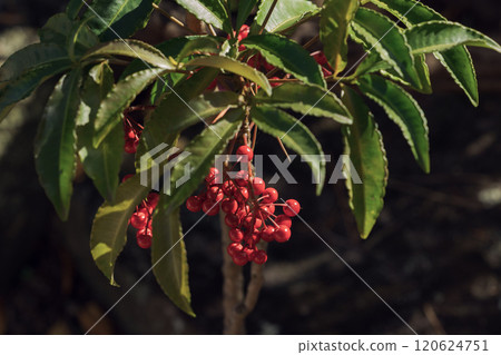 Red fruit Red fruit 120624751