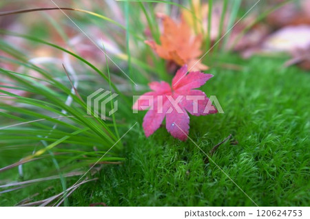 Autumn leaves falling on moss 120624753