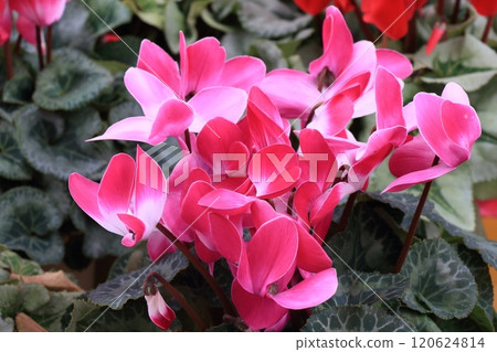 Cyclamen Christmas Flower Garden Cyclamen 120624814
