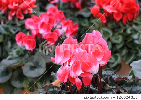 仙客來 聖誕花園 仙客來 120624815