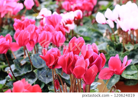 Cyclamen Christmas Flower Garden Cyclamen 120624819