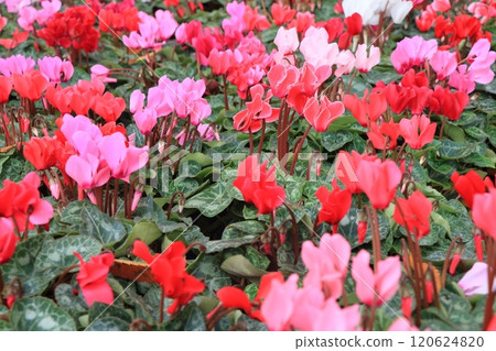 Cyclamen Christmas Flower Garden Cyclamen 120624820