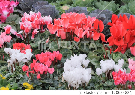 仙客來 聖誕花園 仙客來 仙客來 聖誕花園 仙客來 120624824