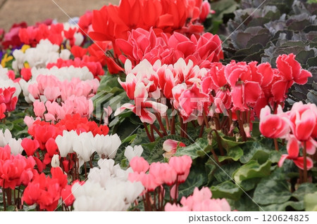Cyclamen Christmas Flower Garden Cyclamen 120624825