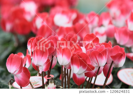 Cyclamen Christmas Flower Garden Cyclamen 120624831