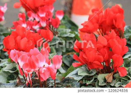Cyclamen Christmas Flower Garden Cyclamen Cyclamen Christmas Flower Garden Cyclamen 120624836