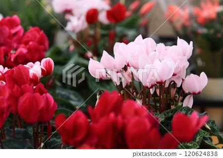 仙客來 聖誕花園 仙客來 仙客來 聖誕花園 仙客來 120624838