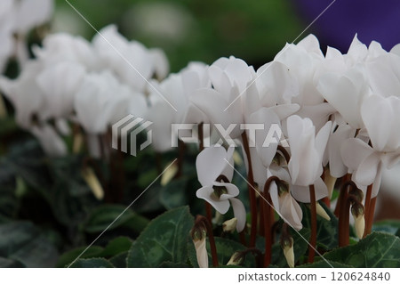 Cyclamen Christmas Flower Garden Cyclamen 120624840