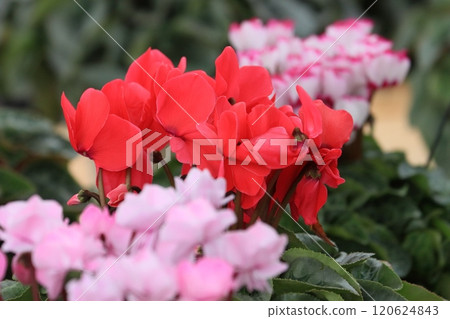 仙客來 聖誕花園 仙客來 120624843