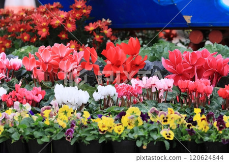 仙客來 聖誕花園 仙客來 120624844