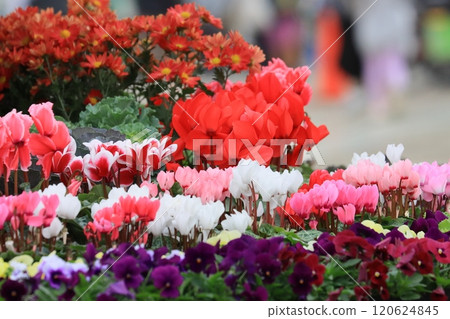 仙客來 聖誕花園 仙客來 120624845