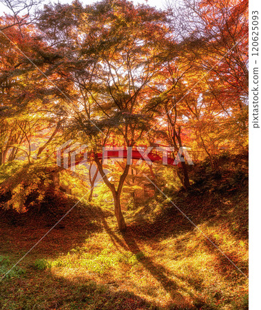 Yamatsuriyama Park with autumn leaves, Yamatsuri Town, Fukushima Prefecture 120625093